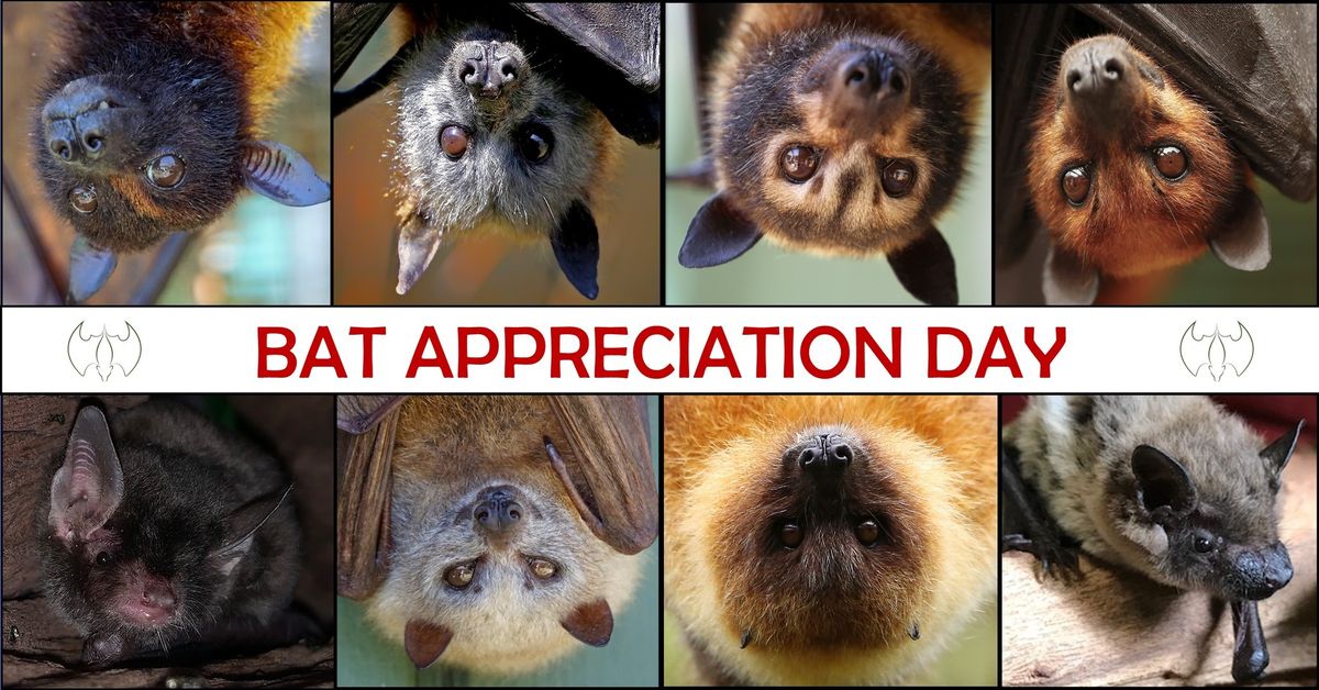 Bat Appreciation Day!