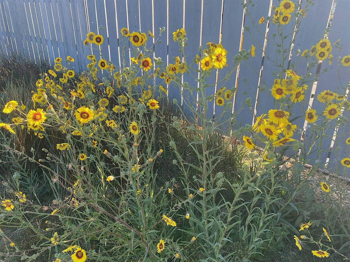 Native Plant Garden Volunteer Day at the Laguna Environmental Center