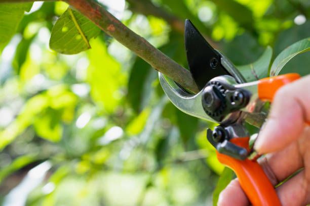 The Art & Science of Pruning