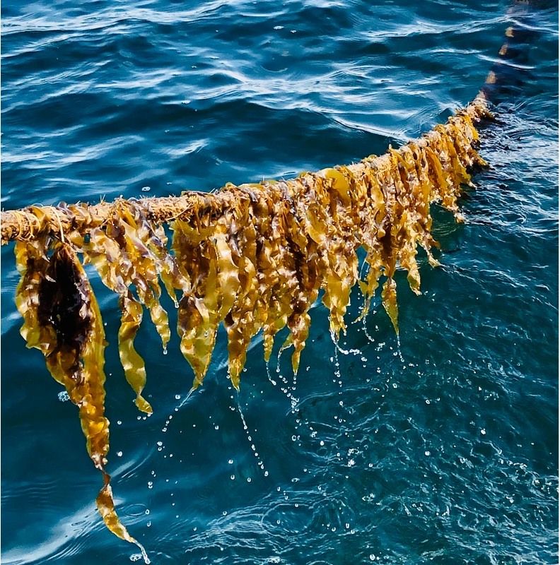 History on Tap: Chatham Kelp