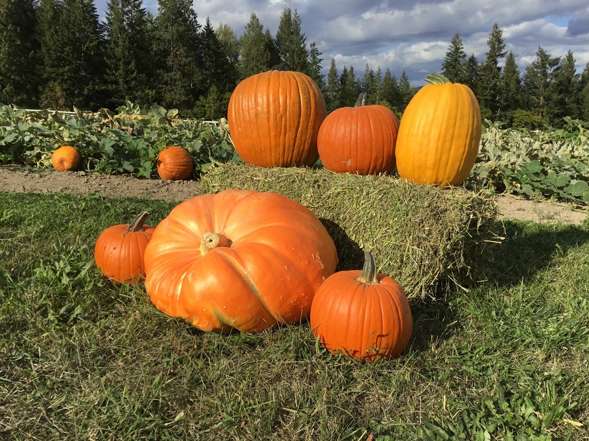 Family Pumpkin Patch Day at Green Acres!