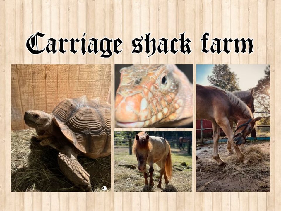 S\u2019mores day at Carriage Shack Farm