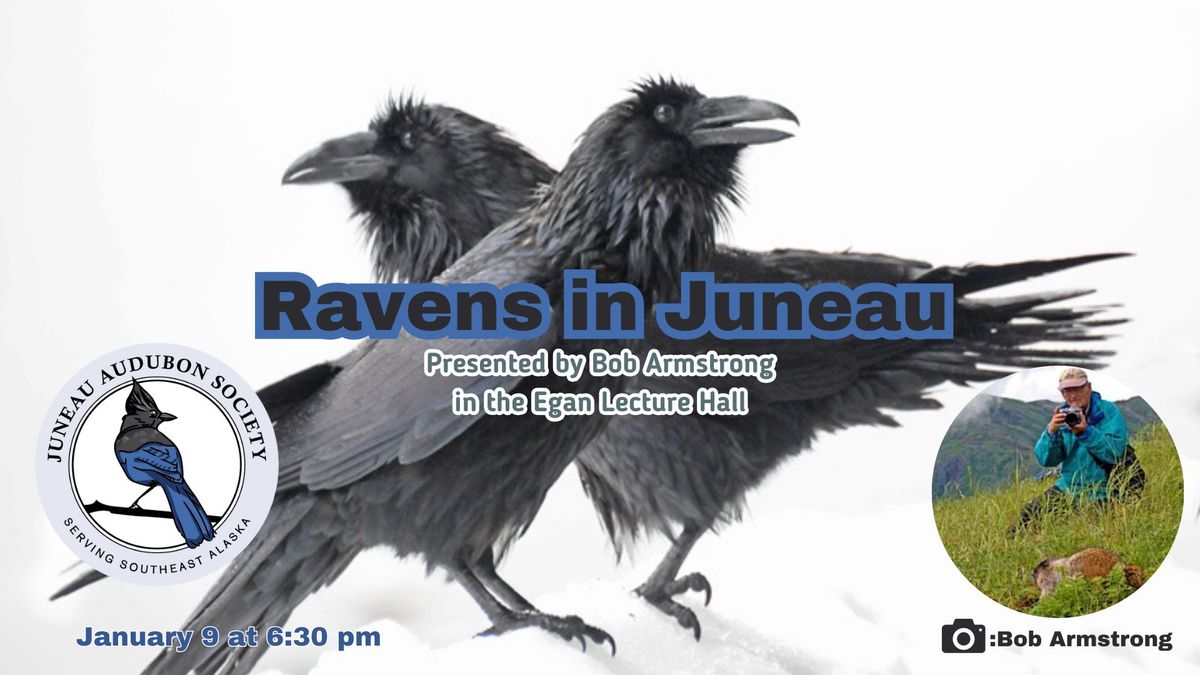 Ravens in Juneau 