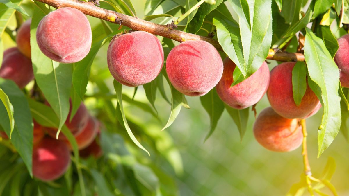 All About Fruit Trees 