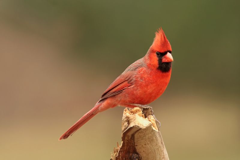 Birds of the Feeder: Open House 