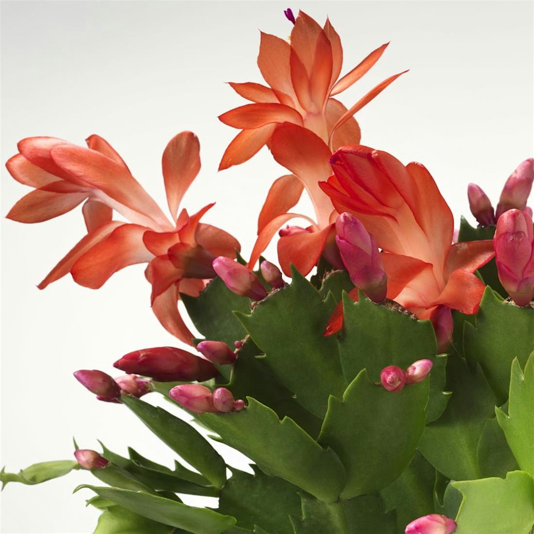 Holiday Happy Hour With Ikea Georgetown