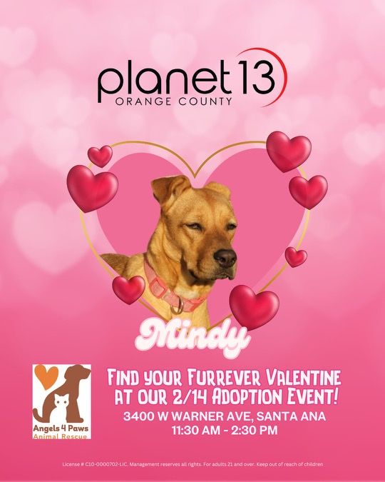 Planet 13 OC Adoption Event