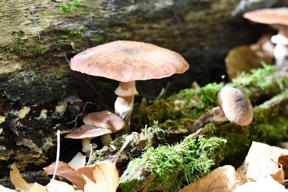 Lost and Found: Mushroom Wonders