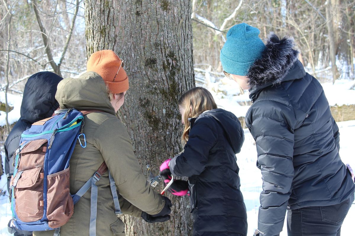 Scouts: Sap to Syrup