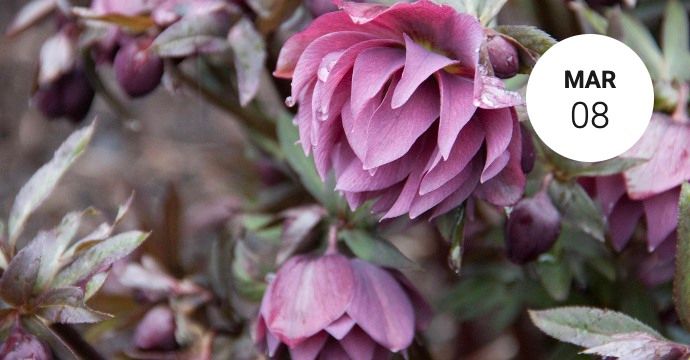 Hellebores Sale