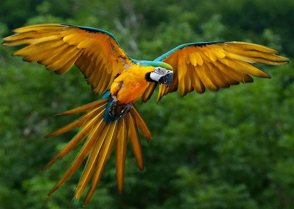 TORONTO BIRD SHOW MONDAY MAY 18 @ 2:15 PM