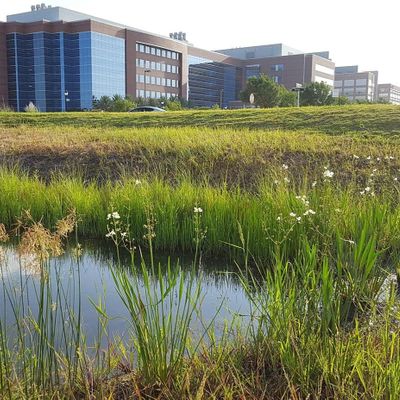 Green Infrastructure For Texas