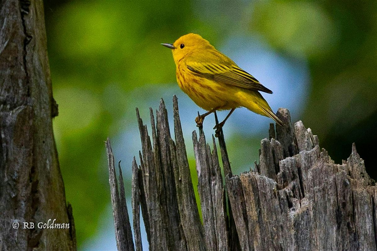 Birding with Pride