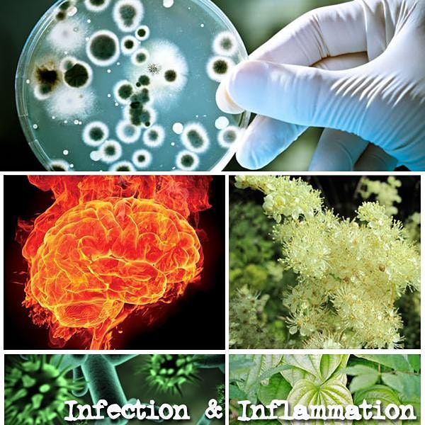 Infection & Inflammation for Herbalists - 2022