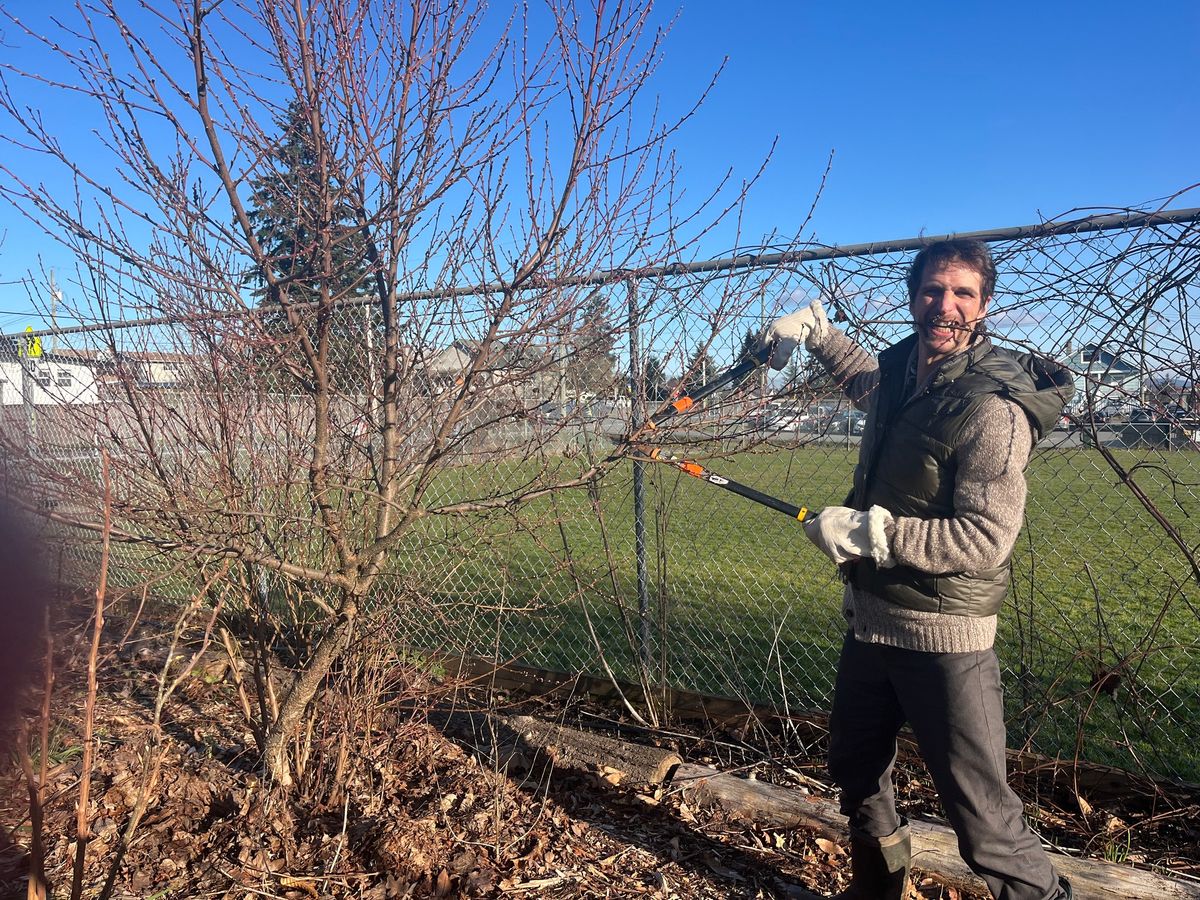 Work Party: Fruit Tree Pruning + care at  Food Forests in SEED