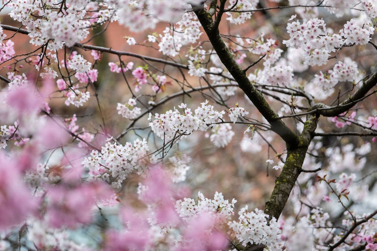 Durham City in Blossom 2024: Blossom walk - Crook Hall Gardens to Botanic Garden