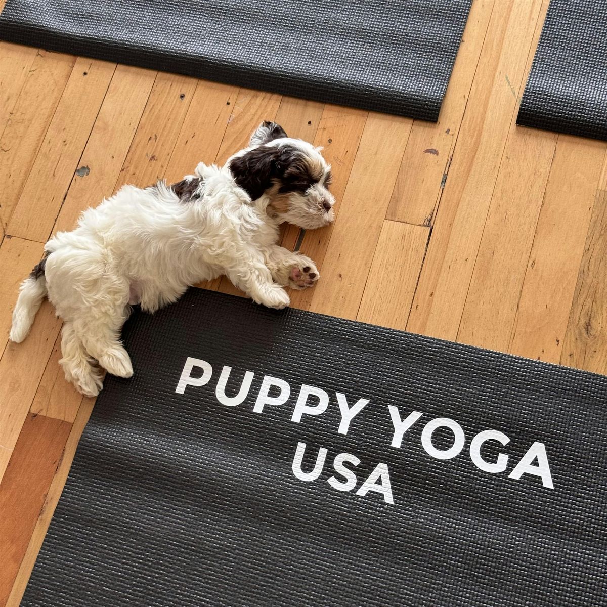 Puppy Yoga USA  - Chicago