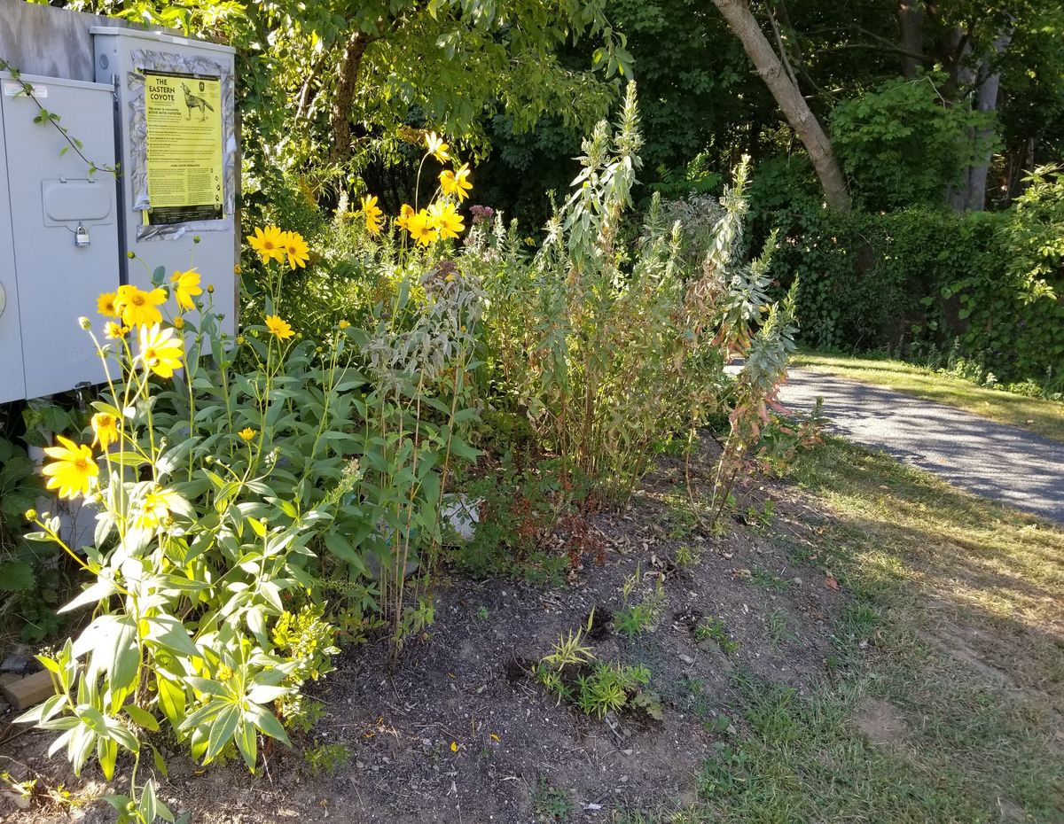 Winter Island Planting Project