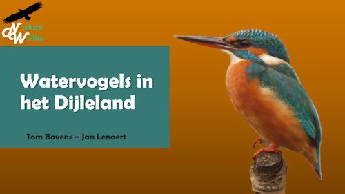 Cursus Watervogels in het Dijleland