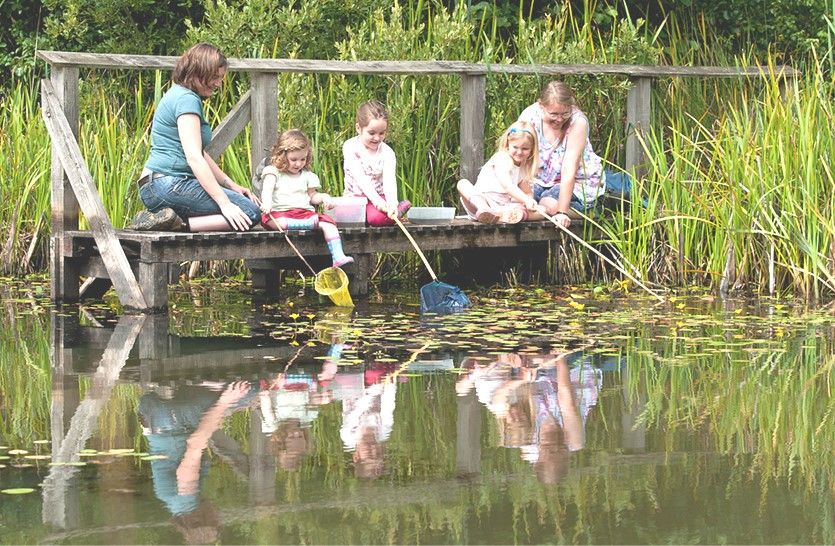 Family Pond Dipping 