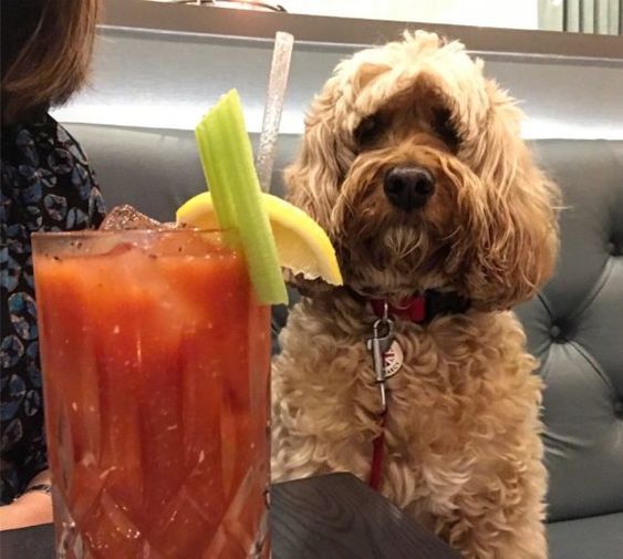 Bloodies and Mimosas for Sandi Paws Rescue