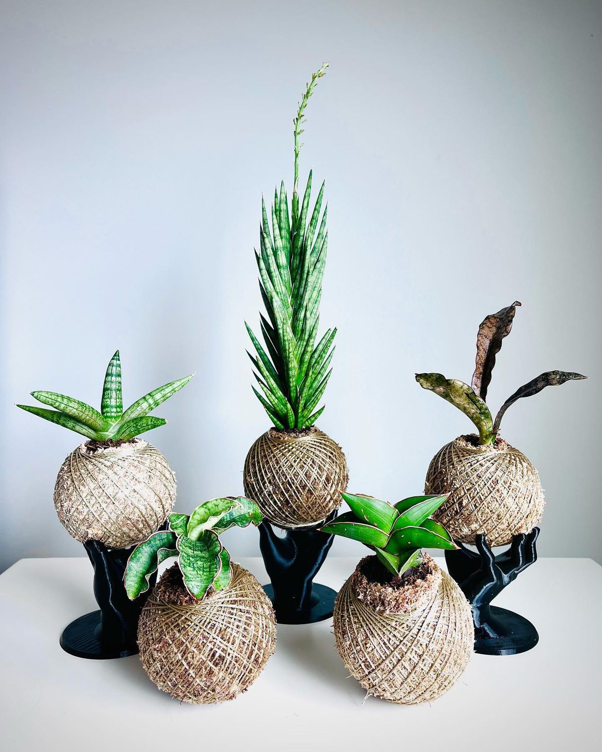 Kokedama Class