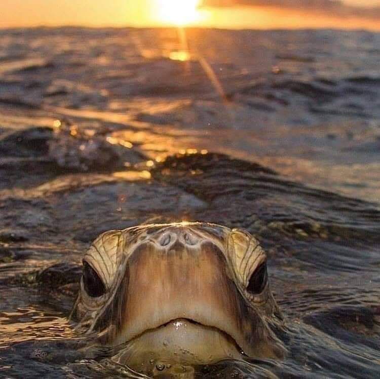 Moreton Bay Turtle Symposium 