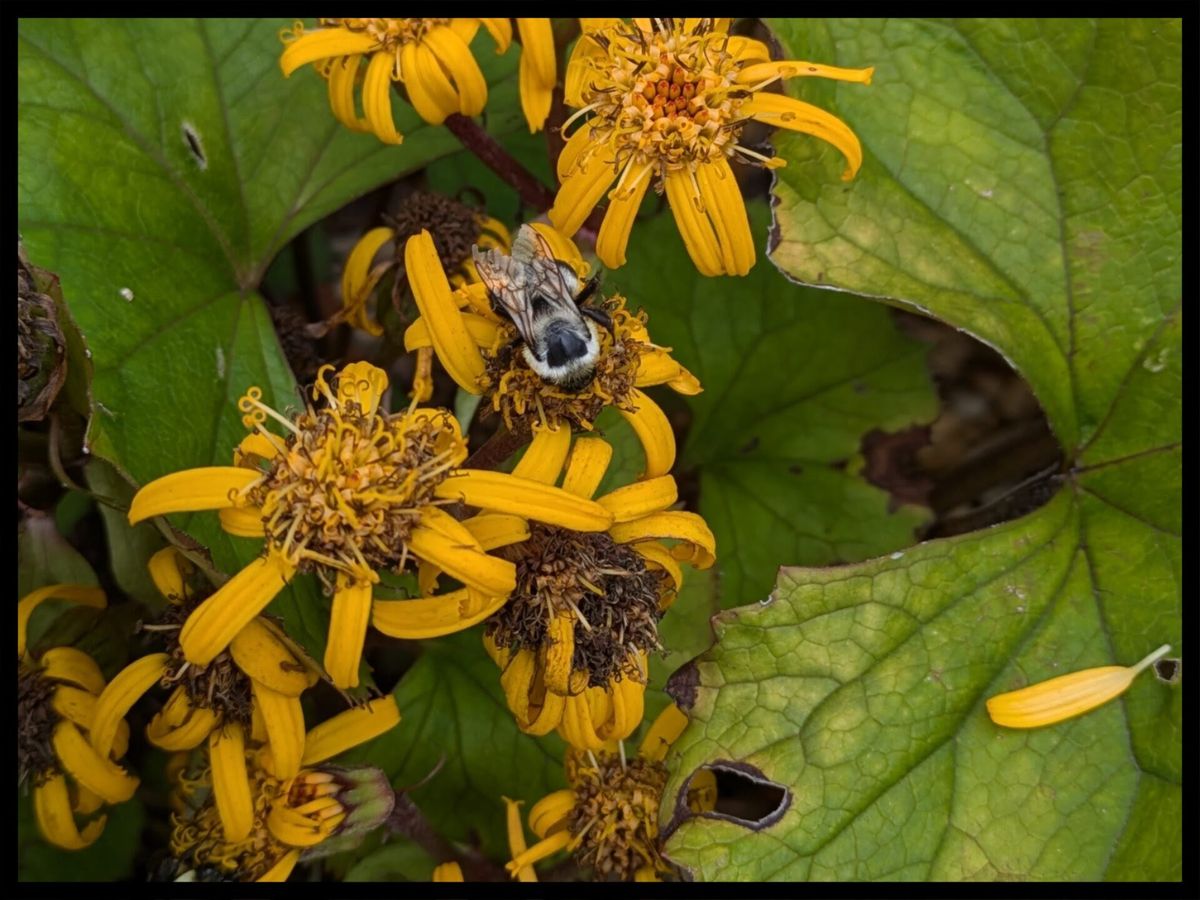 Autumn Garden Walk & Talk