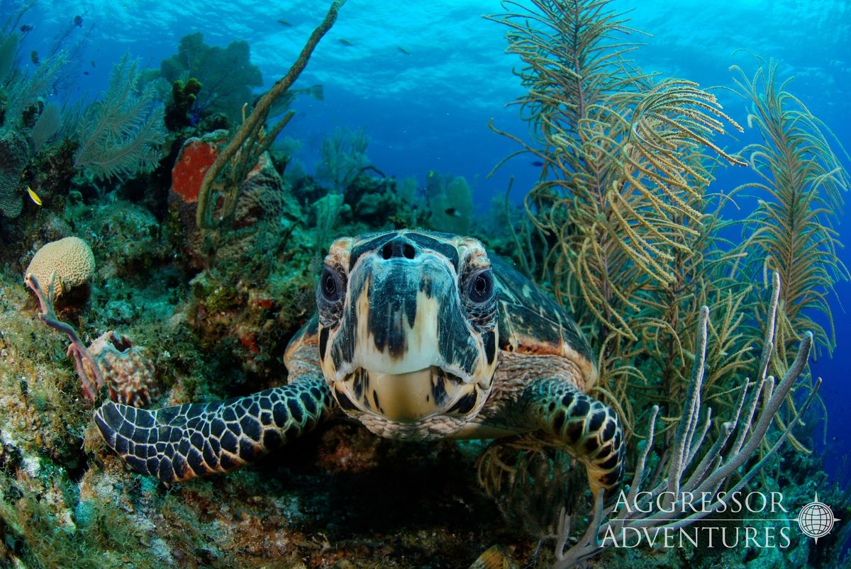 SCUBA Dive Travel: Belize Liveaboard 2024