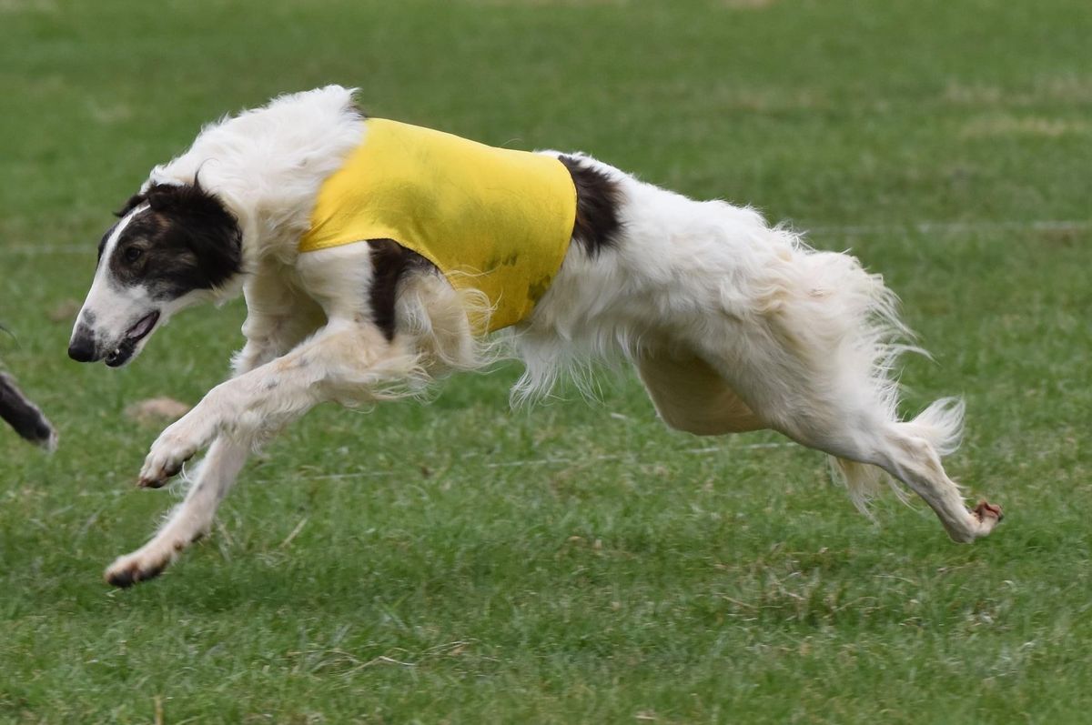 AKC Lc judges seminar 