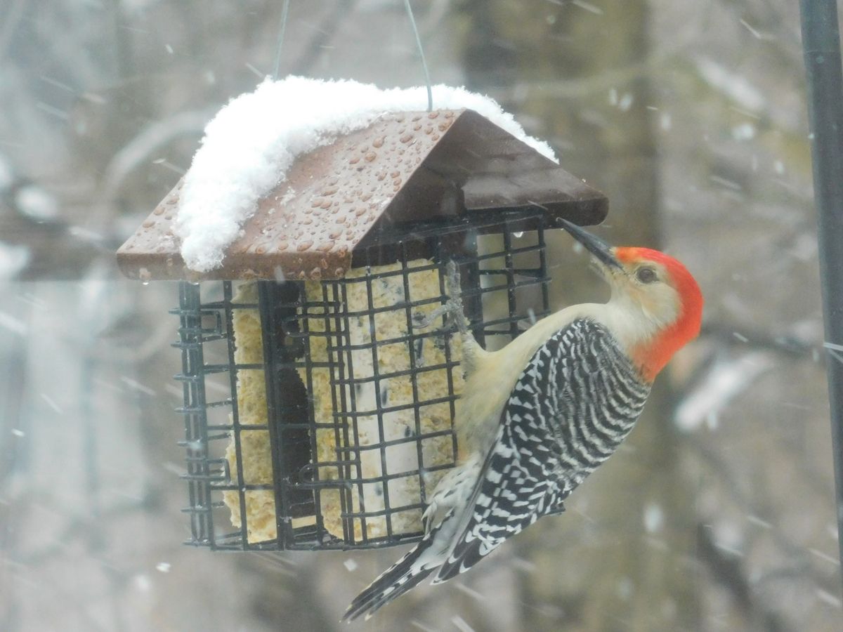 Back Porch Birding