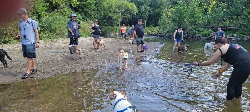 World Famous Clinton River Pack Walk $20 per dog