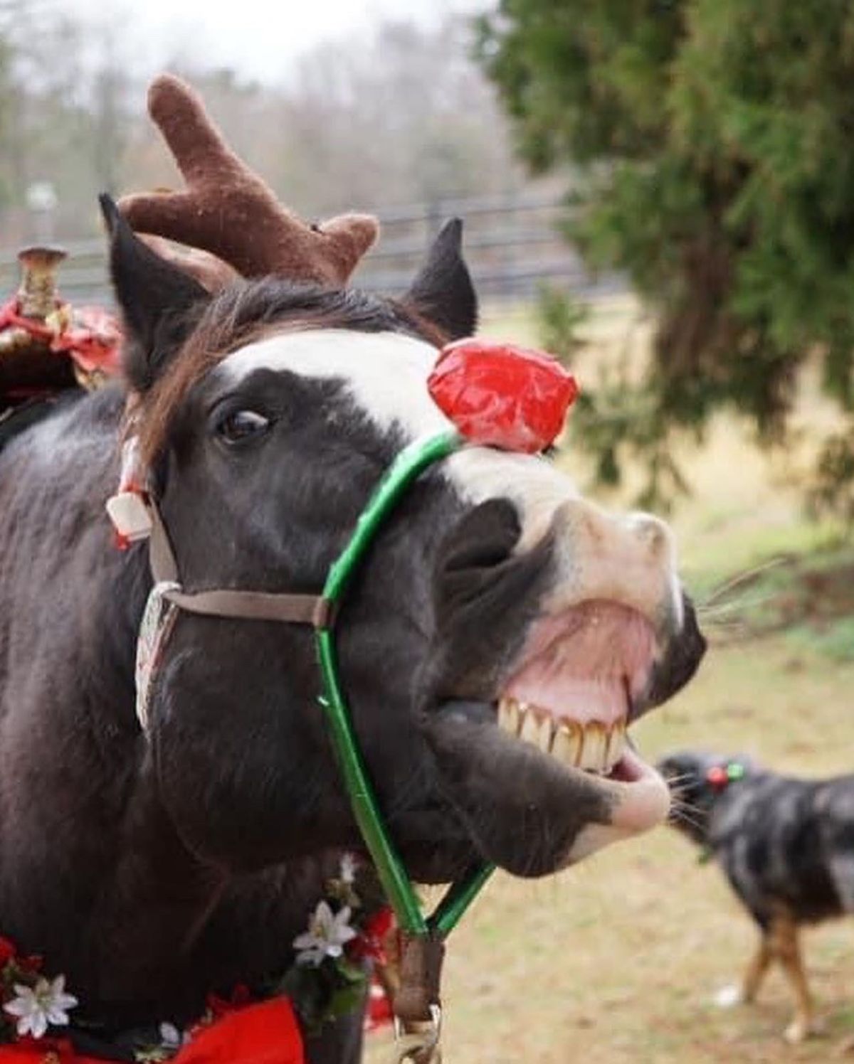 Christmas Eve Private Pony or Horse Rides for the kiddos!