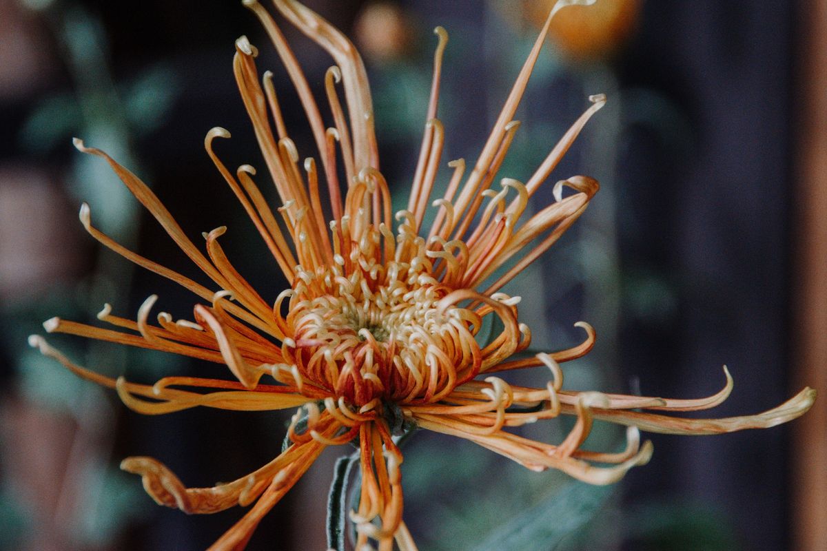 Mums of Lan Su Plant Tour