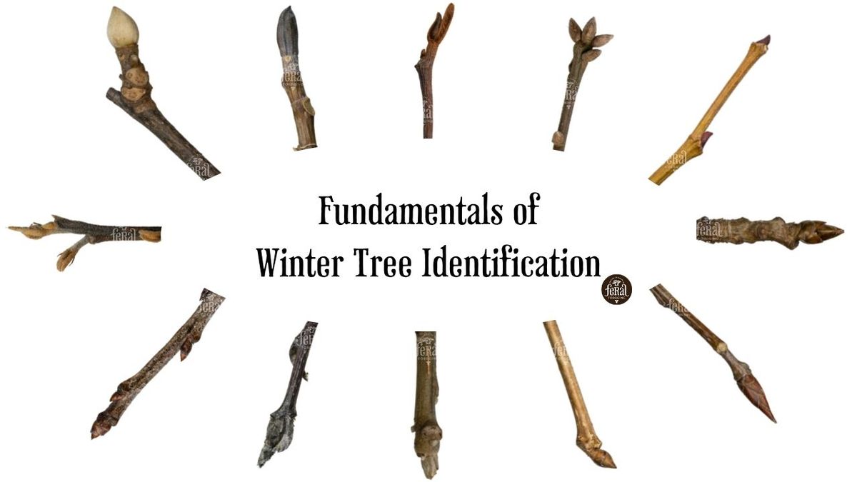 Winter Tree Identification Walk