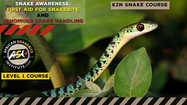 Snake Awareness First aid for Snakebite, Venomous Snake Handling