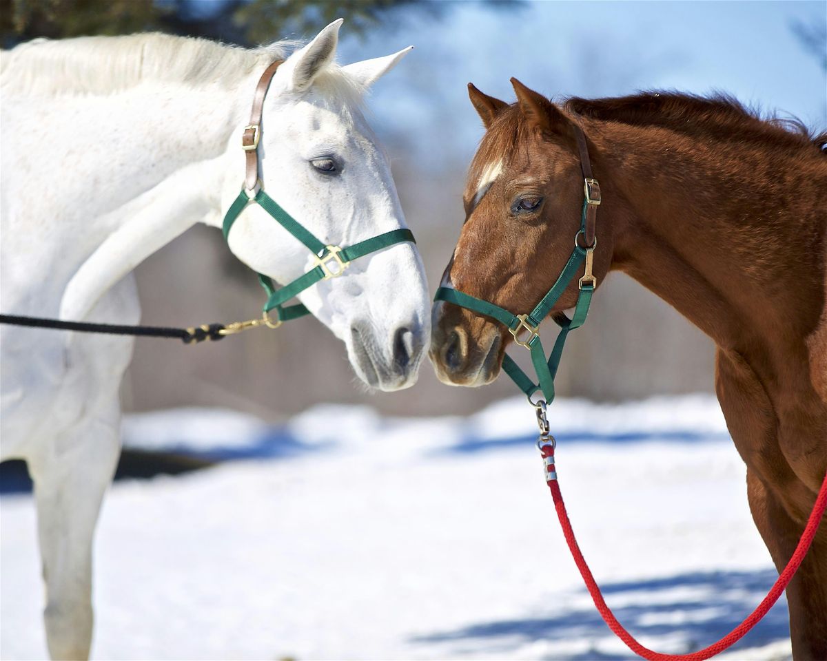 Discover Horses: hands-on horsemanship (extended holiday session)