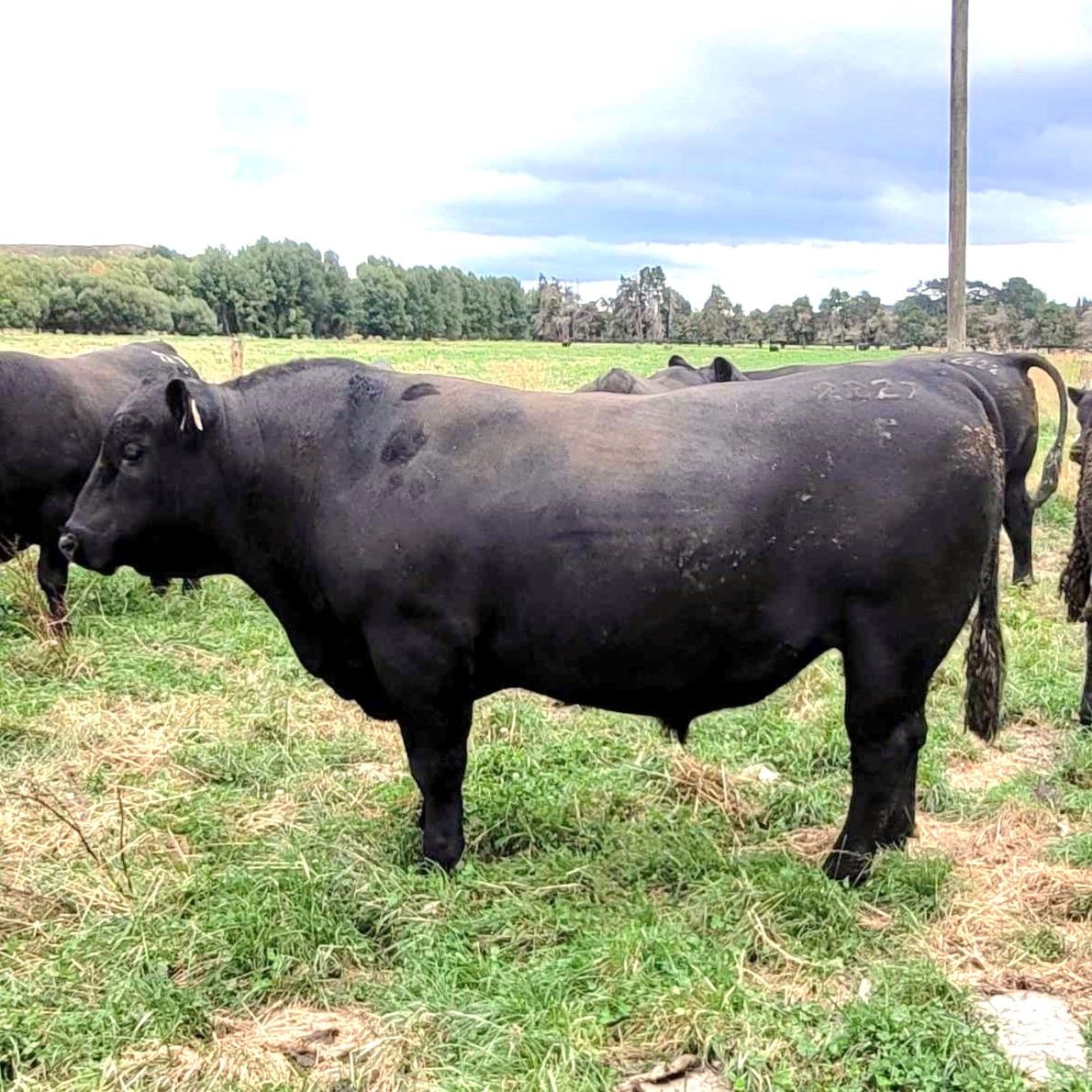 Mt Mable Angus 39th Annual Two year old bull sale