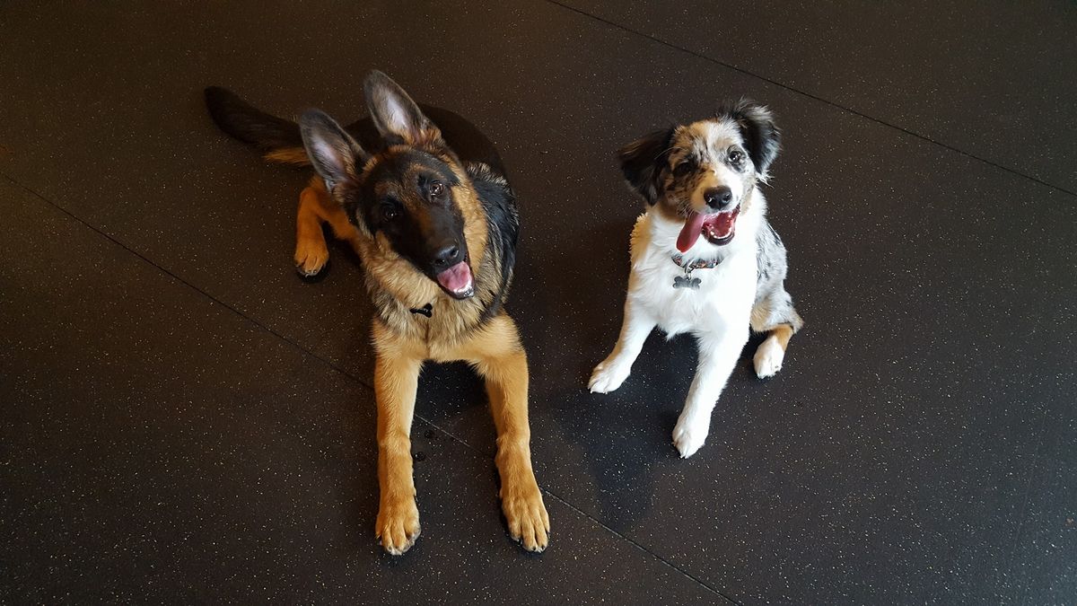 Pre-Teen Puppy Play Date (13-17 weeks) 