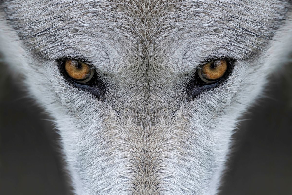 National Geographic Live: Wild Wolves of Yellowstone