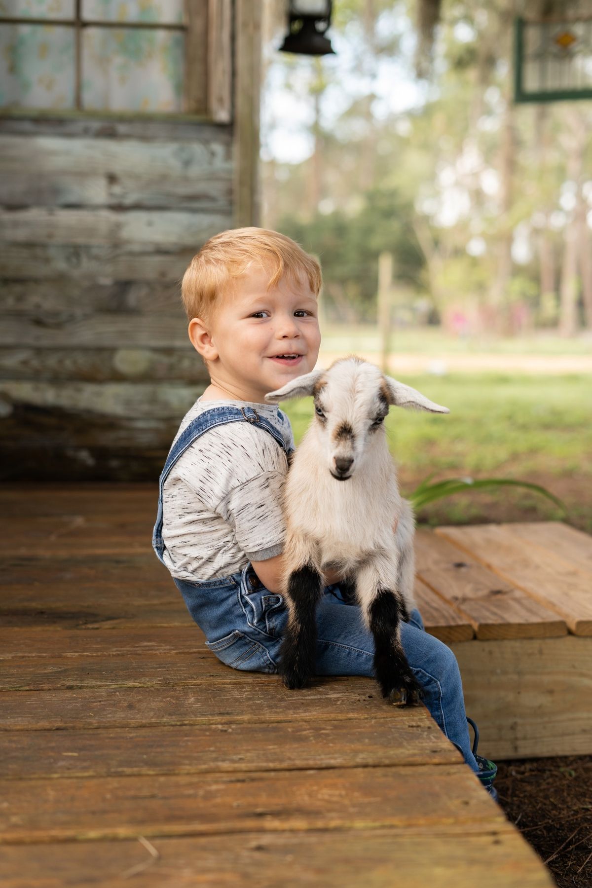 Baby Goat Minis - Photography Session at Jaybird Hammock Farm