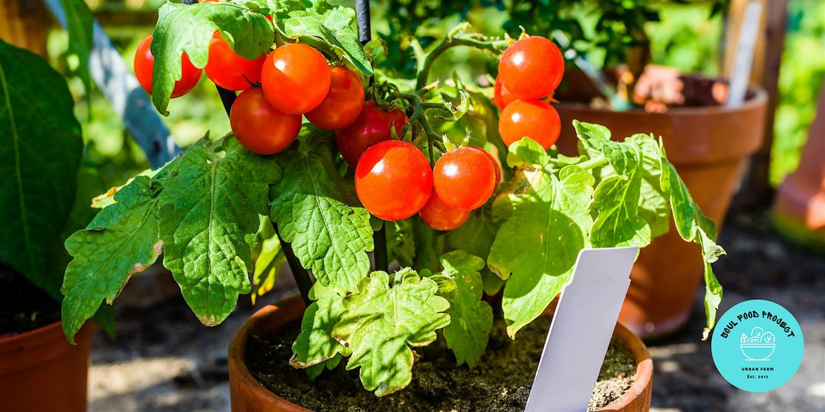 Vegetable Harvesting [Free Workshop]