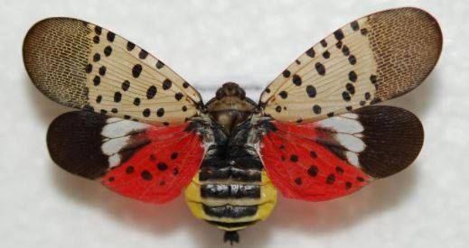 (new date)Spotted Lantern Fly Egg Removal
