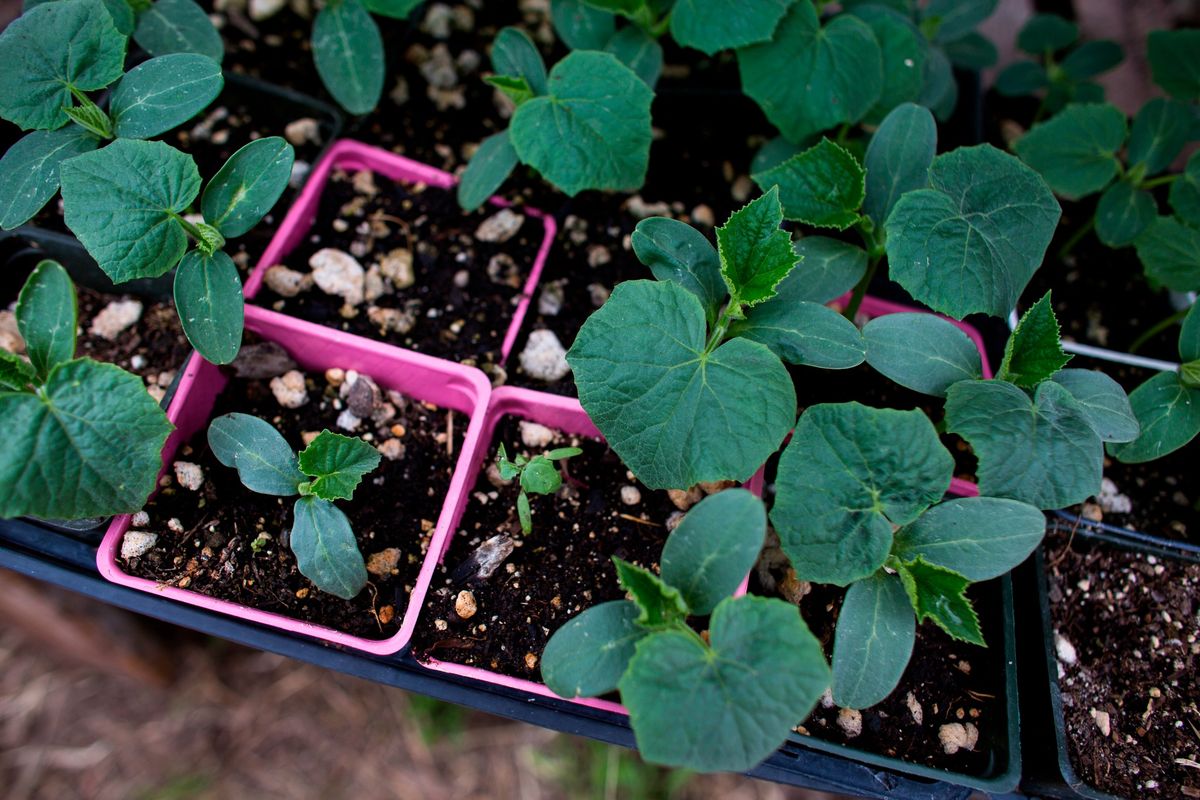 Grow your own Vegetables from Seed - Gilroy