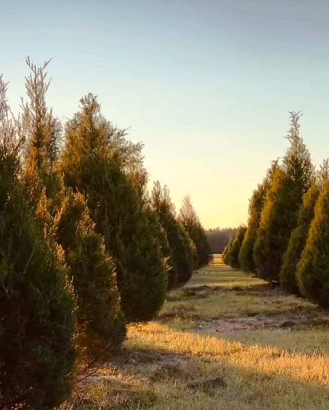 Opening Day at Bledsoe Family Farms Christmas Tree Farm 