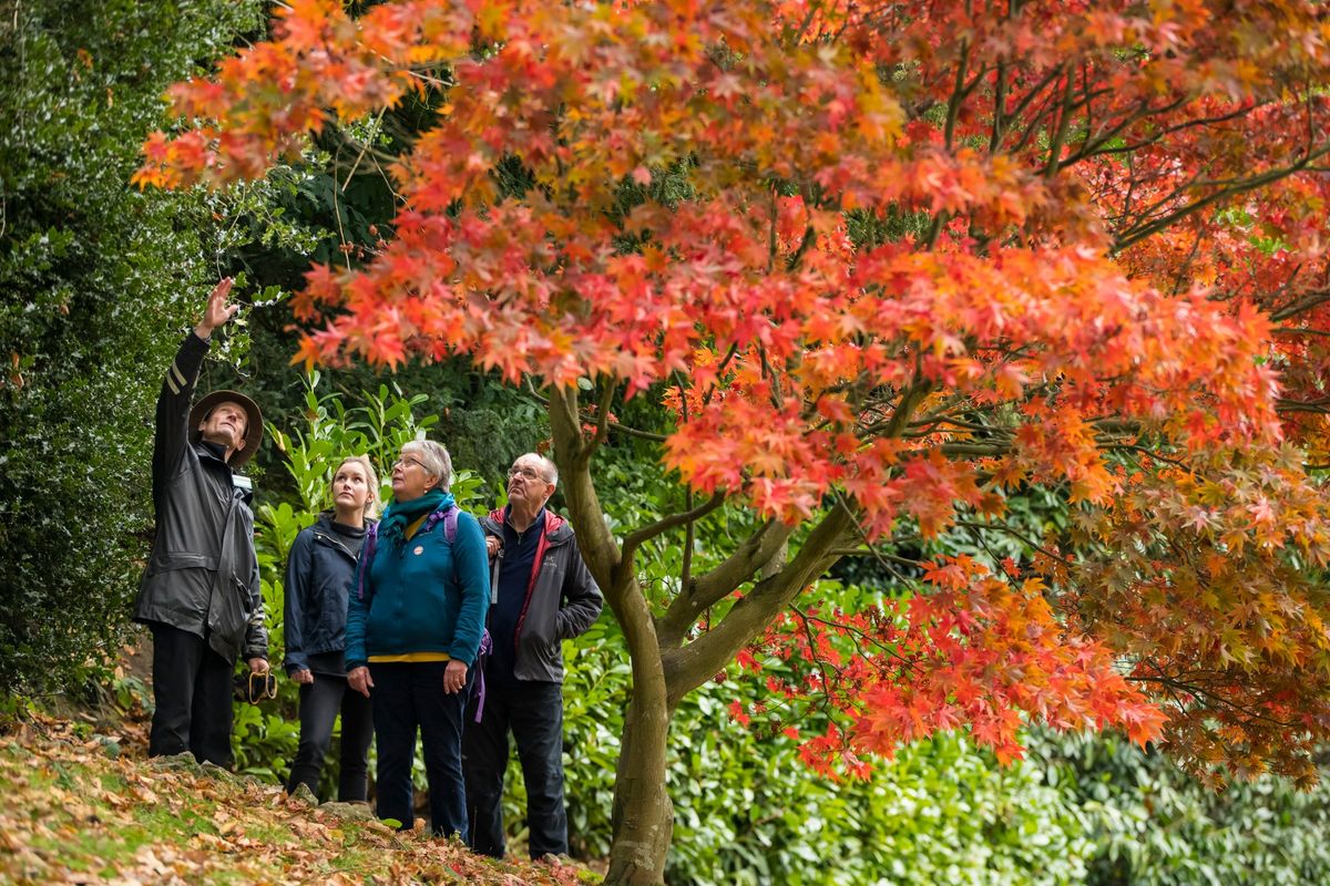 Autumn Tree Walk