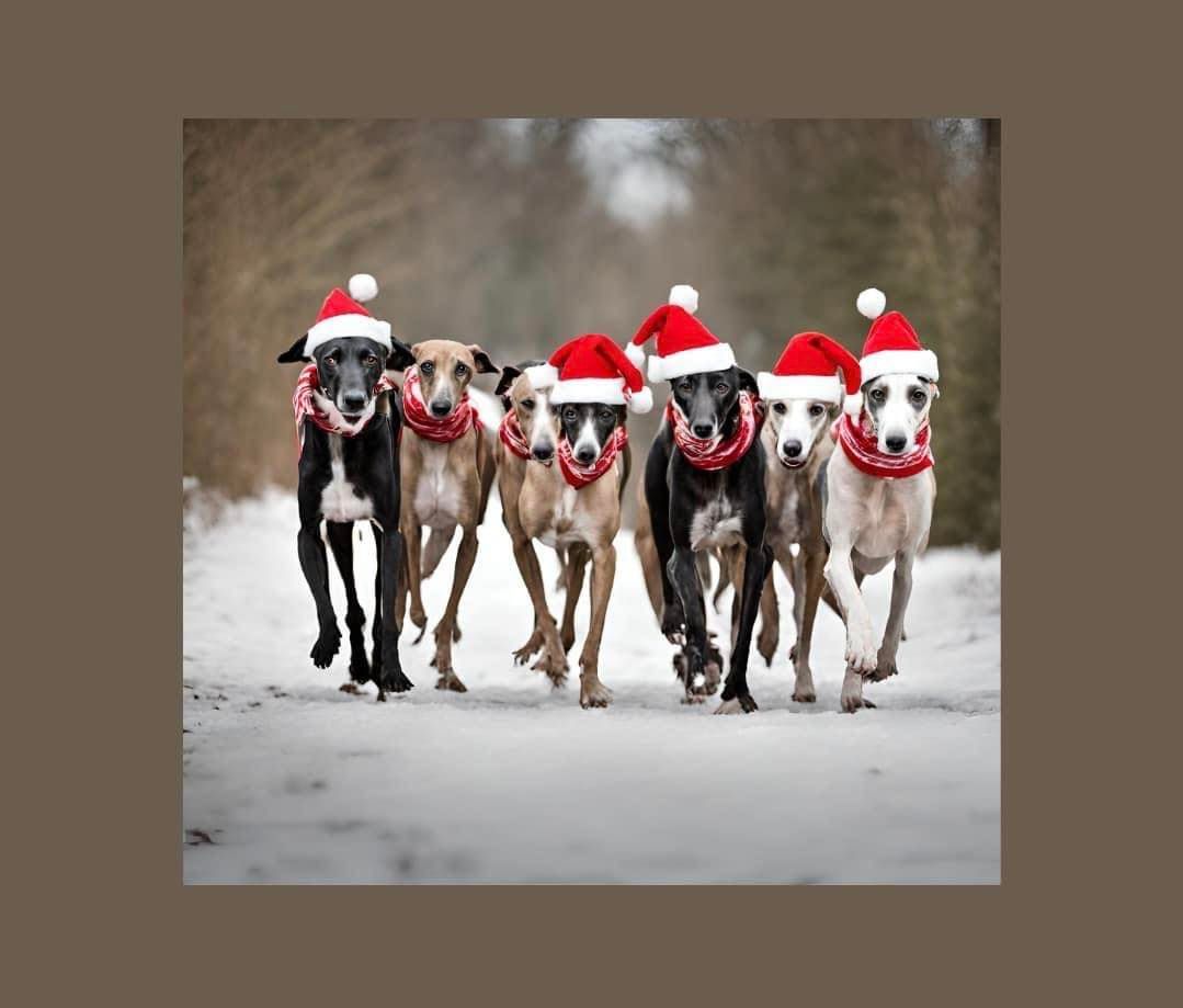 Greyhound Trust Burton Lichfield Christmas Walk 