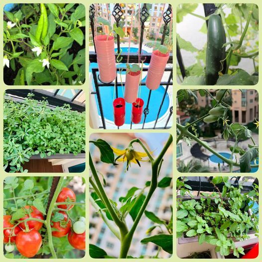 Edible Greens Gardening Workshop