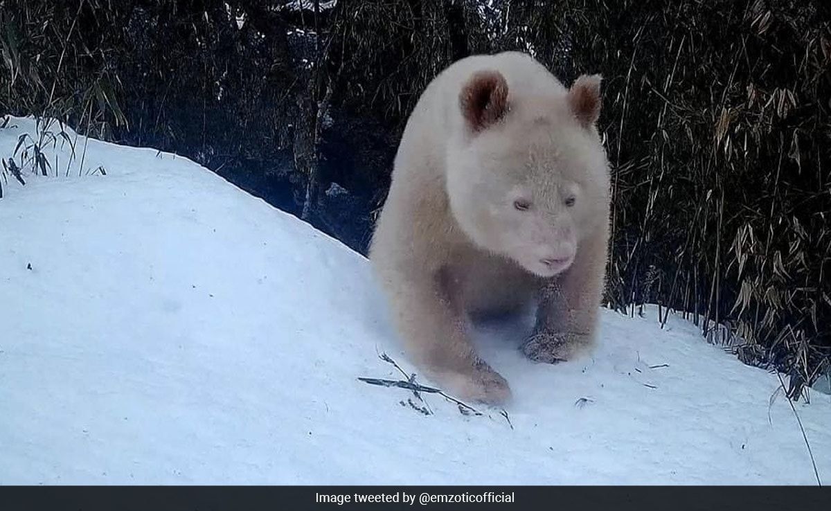 White Panda