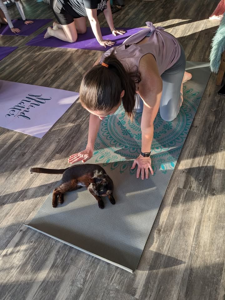 Yoga with CATS